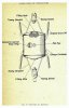 Japanese, Type JD Contact Mine.jpg