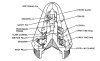 Fuze, PTT, M84 cutaway.jpg