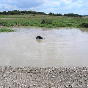 This is the puddle Ollie learnt to swim in...its actually a large impact crater.