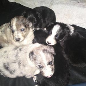 Ollies And Millys Pups At 4 Weeks