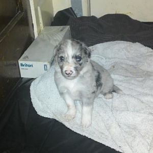 First Born,Merle Dog