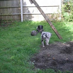 Milo 'stalking' Ollie In The Garden