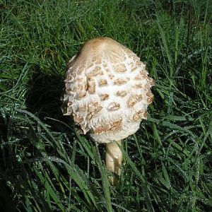 First Signs Of Autum On The Plain