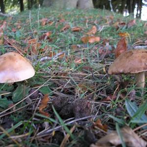 First Signs Of Autum On The Plain