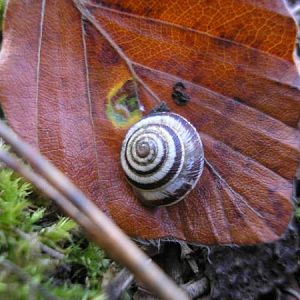 First Signs Of Autum On The Plain