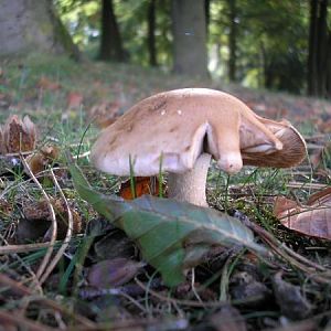 First Signs Of Autum On The Plain