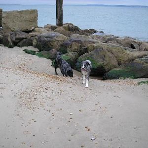 Ollie And Milo On The Beach