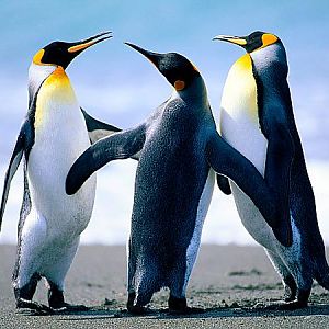 penguins