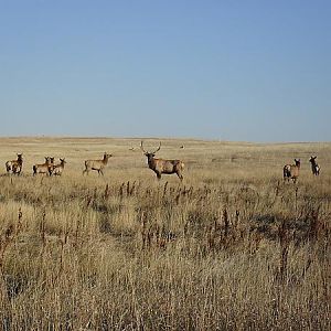 Elk watching us work