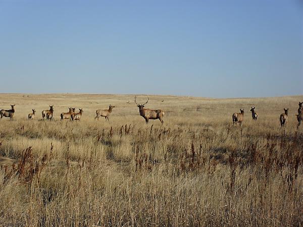 Elk watching us work