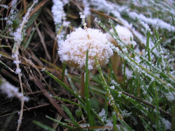 First Dusting Of Snow On The Plain