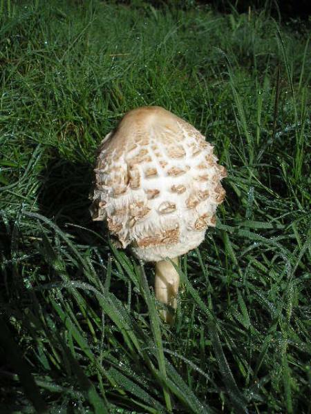 First Signs Of Autum On The Plain