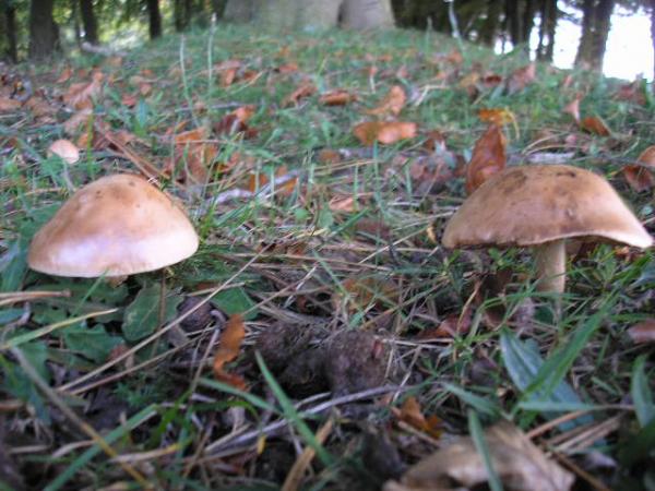 First Signs Of Autum On The Plain