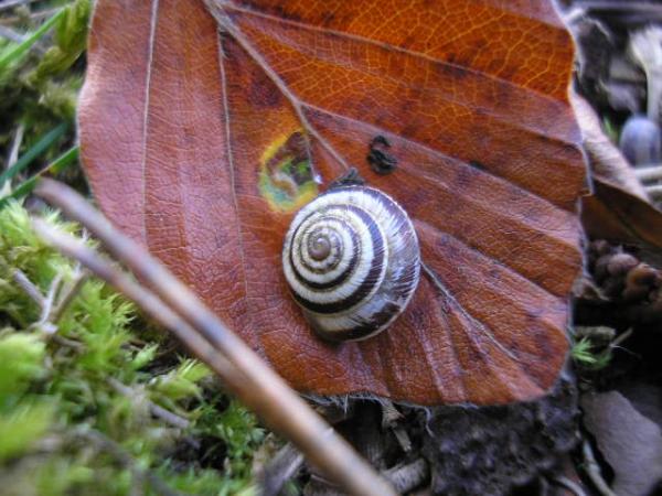 First Signs Of Autum On The Plain