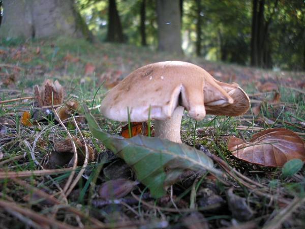 First Signs Of Autum On The Plain