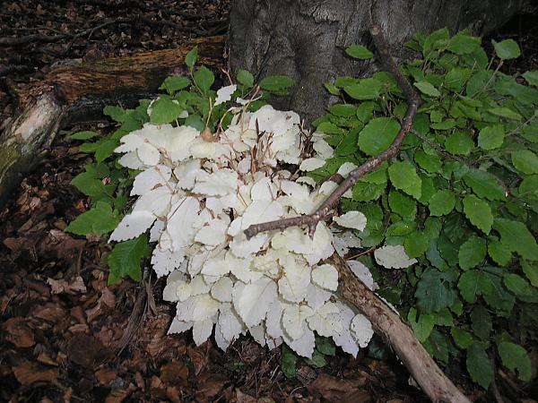 how mad is that!...albino beech tree?