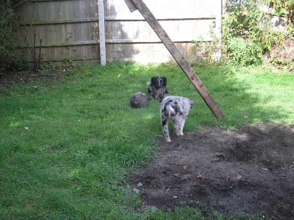 Milo 'stalking' Ollie In The Garden