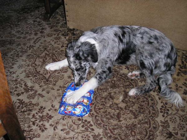 Milo's First Christmas