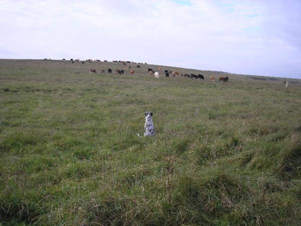 No Milo Cows Arn't That Small,they Are Far Away!