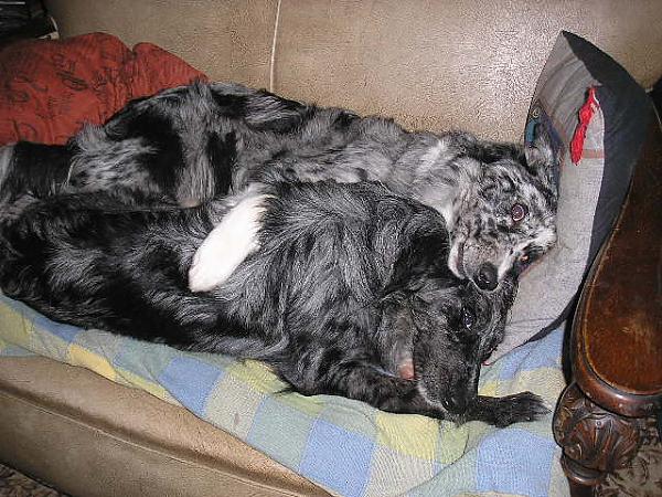 Ok you two is there any chance I can sit on my sofa?