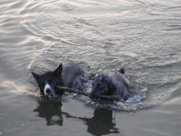 Ollie And Millie At Mudeford