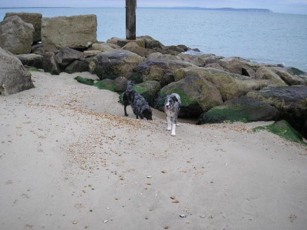 Ollie And Milo On The Beach