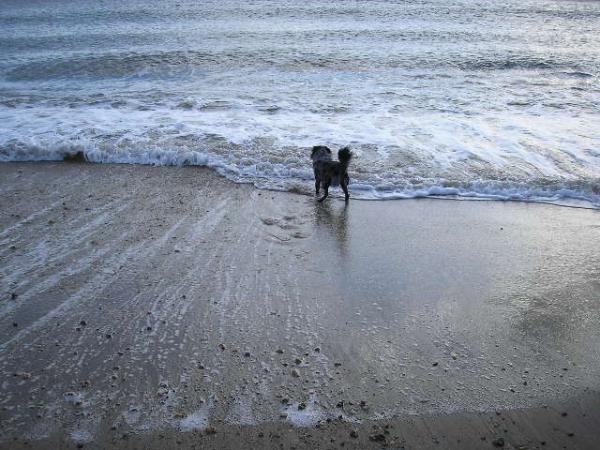 Ollie At The Seaside,big Puddle Fights Back!