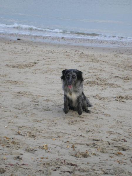 Ollie At The Seaside