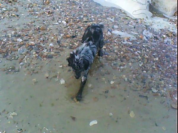 Ollie Fishing In A Rock Pool