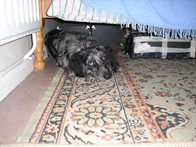 Ollie hiding under the bed...sorry mate you are having a bath!