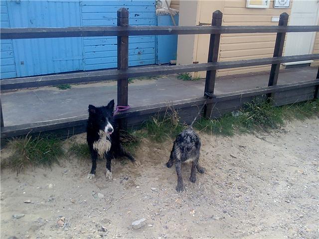 ollie & milley at Muddyford,he's not happy at being tied up!