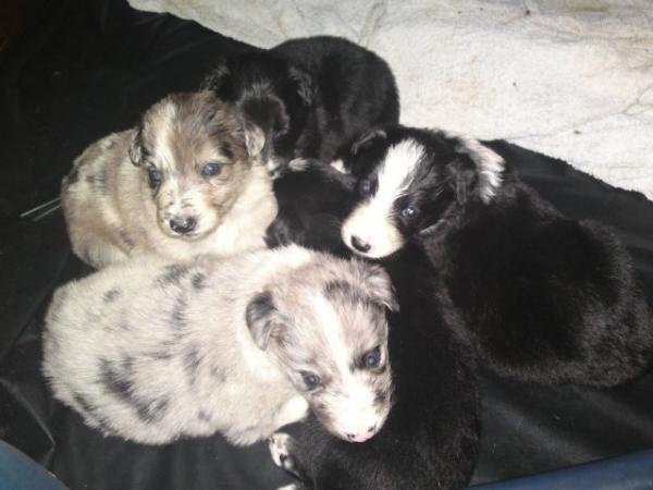 Ollies And Millys Pups At 4 Weeks