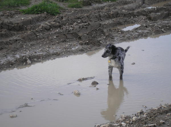 Ollies first puddle- little did he know that he would learn to swim in a much bigger one that day!