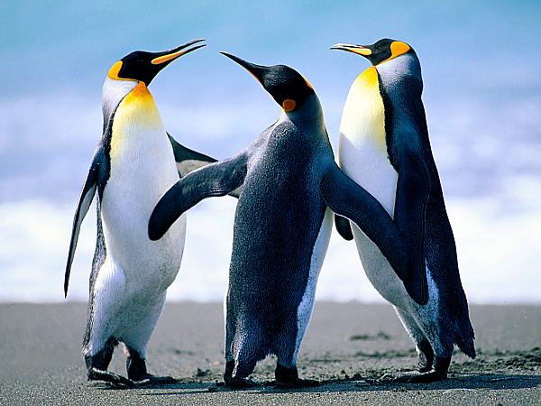 penguins test