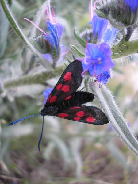 Small Splash Of Colour On The Plain 1