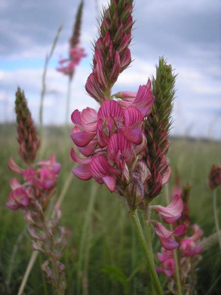 Small Splash Of Colour On The Plain 2