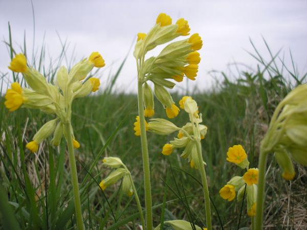 Spring Has Arrived On The Plain