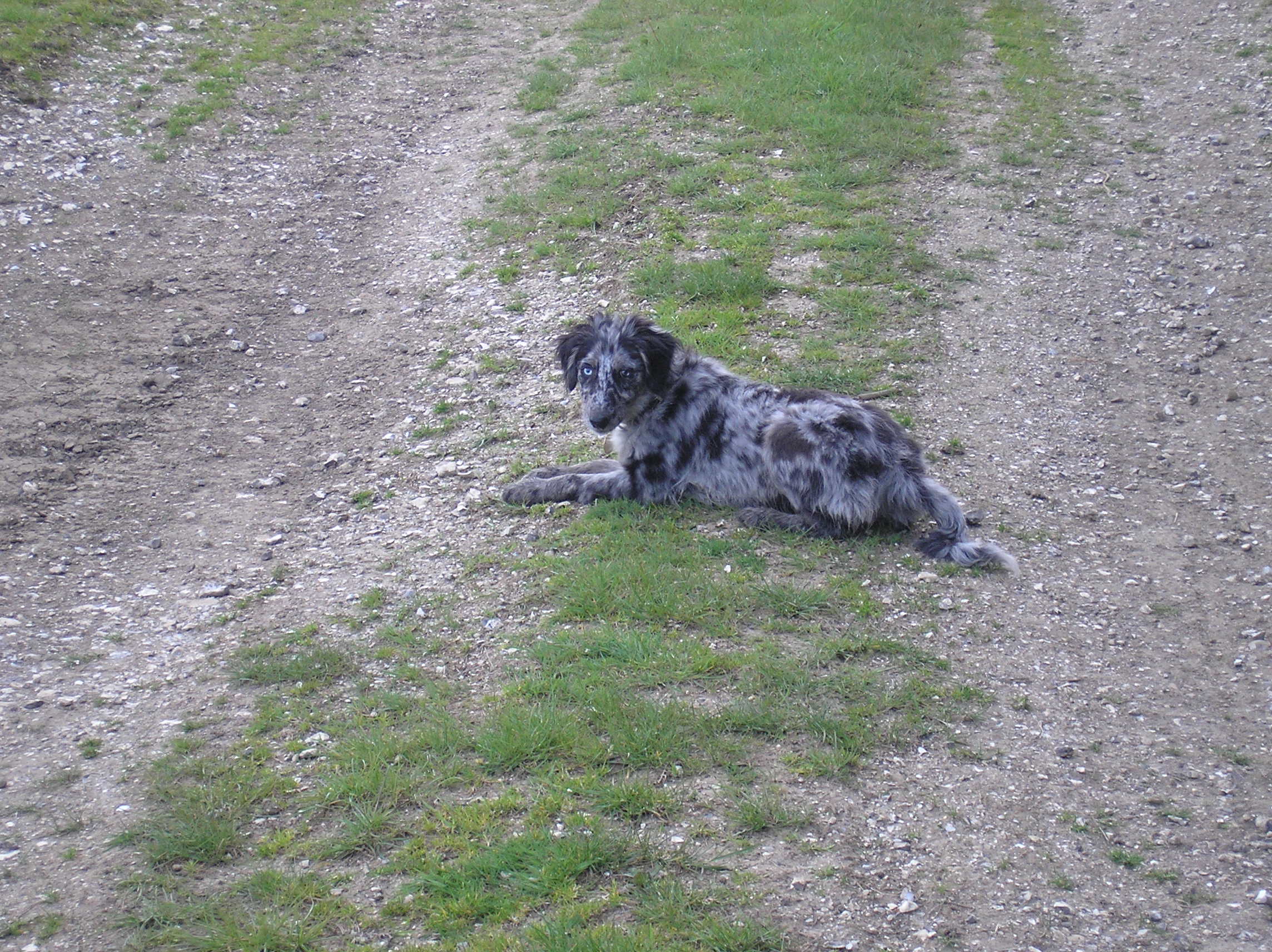 This was ollies first time out on the plain,needed lots of rest stops then,now we do!