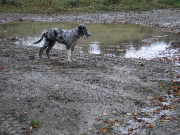 Would Seem The Grenades And Muddy Puddles Thing Has Been Passed Down