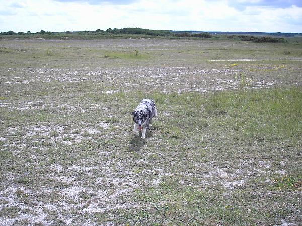 Yes dad I know we have just walked 20k but can you throw it for me again?